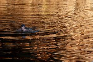 A young man swimming in a body of water with golden hues